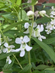Prostanthera lasianthos