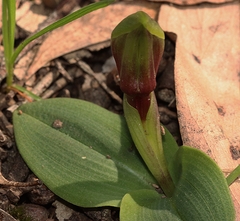 Chiloglottis valida