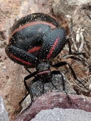 Megetra punctata