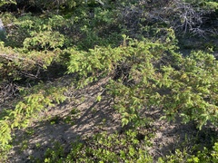 Juniperus horizontalis