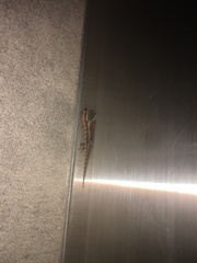 Lepidodactylus lugubris