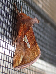 Plusia putnami
