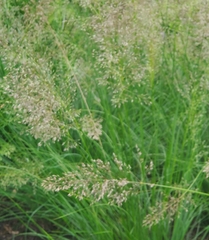 Sorghastrum nutans