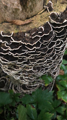 Peniophora albobadia