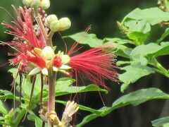 Calliandra houstoniana