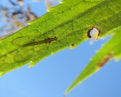 Chrysoperla rufilabris