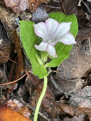 Spigelia scabrella