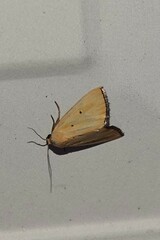 Marimatha nigrofimbria