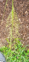 Sorghastrum nutans