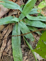 Carex platyphylla