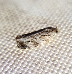 Phaecasiophora confixana