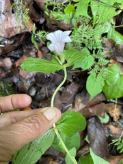 Spigelia scabrella