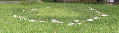 Fungi
