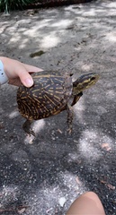 Terrapene carolina bauri