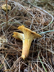 Cantharellus
