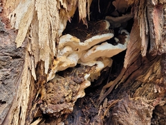 Heterobasidion annosum