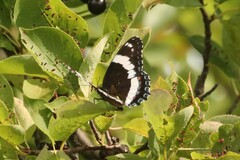 Limenitis arthemis arthemis