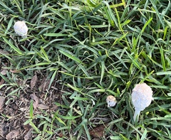 Fungi