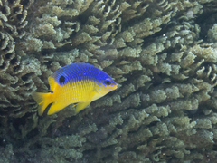 Stegastes flavilatus