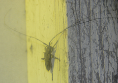 Acanthocinus nodosus