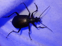Calosoma