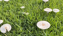 Fungi