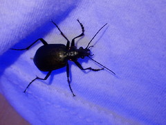 Calosoma