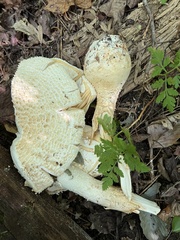 Neolentinus lepideus