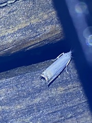 Crambus albellus