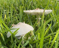 Fungi
