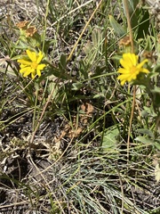 Heterotheca villosa