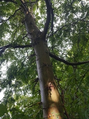 Gleditsia triacanthos triacanthos