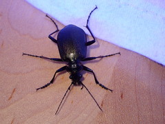 Calosoma