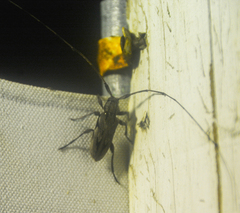 Acanthocinus nodosus