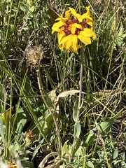 Gaillardia pulchella