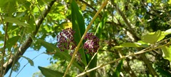 Callicarpa formosana formosana