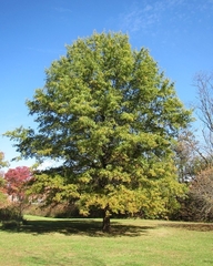 Quercus phellos