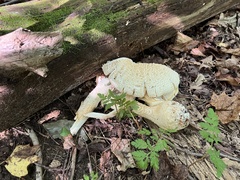 Neolentinus lepideus