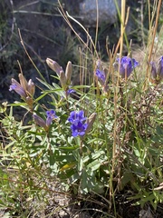 Gentiana affinis