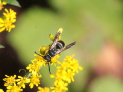 Ancistrocerus adiabatus