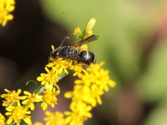 Ancistrocerus adiabatus