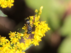Ancistrocerus adiabatus