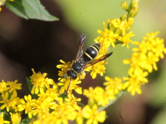 Ancistrocerus adiabatus