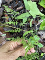 Polypodiopsida