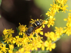 Ancistrocerus adiabatus