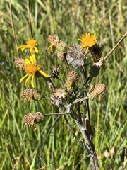 Senecio integerrimus