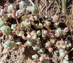 Sedum debile