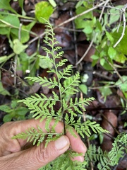 Polypodiopsida