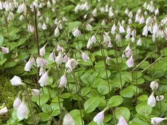 Linnaea borealis