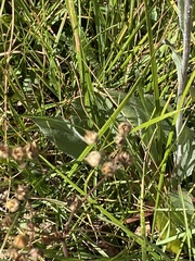 Senecio integerrimus